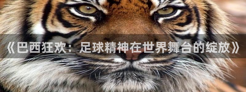 世界杯预选赛亚洲区积分榜：《巴西狂欢：足球精神在世界舞台的绽放》